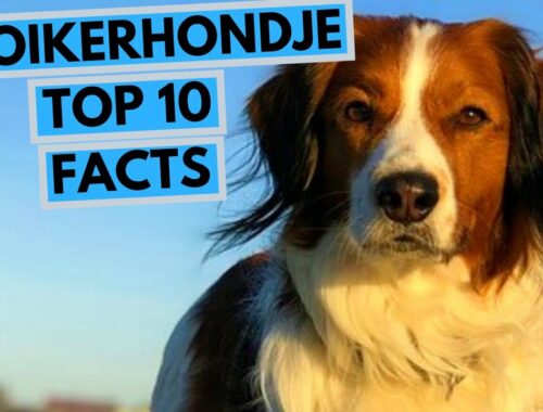 Kooikerhondje - トップ 10 の興味深い事実