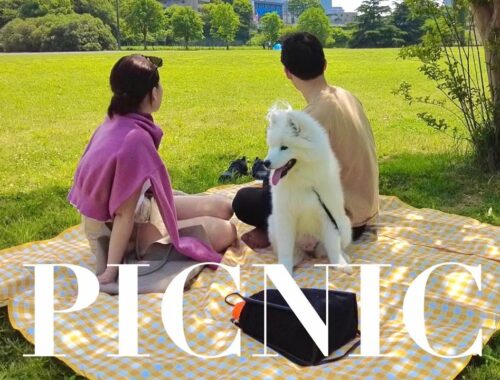 【サモエド】Vlog:天気がいいのでサモエドの子犬とピクニックしました【samoyed】
