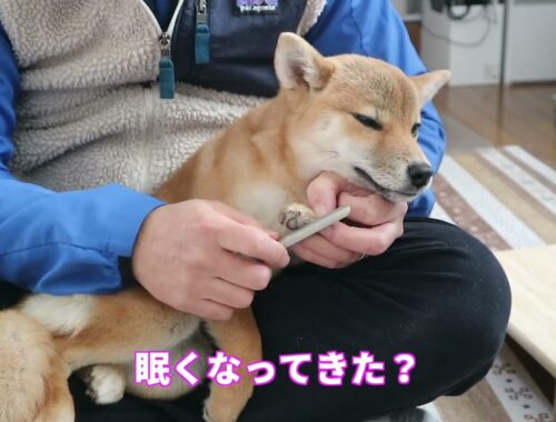 【柴犬小夏】犬用爪やすりでうっとり　生後５ヶ月