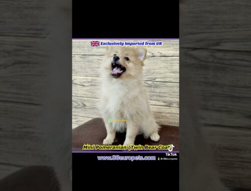 Puppy for Sale Singapore #puppysingapore #singapore #sgpuppy #sgpuppies #puppy #sgdogs #88europets