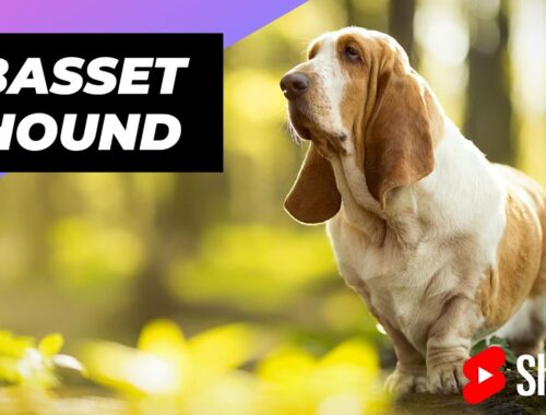 Basset Hound 🐶 One Of The Laziest Dog Breeds In The World #shorts