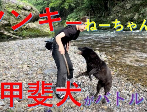 甲斐犬が岩にポ～ン！【Samurai dog TV】