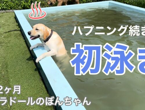 【ラブラドール#62】ハプニング続きのほろ苦初泳ぎ…！　ラブラドールレトリバー　labrador retriever 大型犬   温泉　子犬　溺れた　ドッグラン　dog park