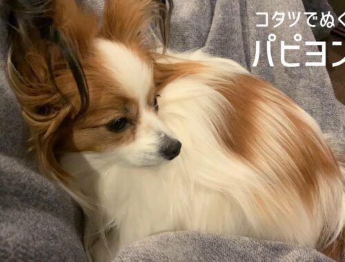 寒すぎるのでぬくぬくしたコタツが眠すぎるパピヨン犬 #73