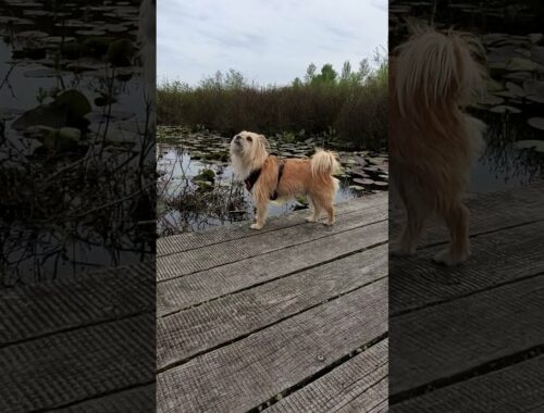 Cairn Terrier Dog Boardwalk Adventures//Lynden Lily #Shorts