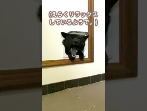 【甲斐犬】猫用のキャットドアをしれっと利用する犬