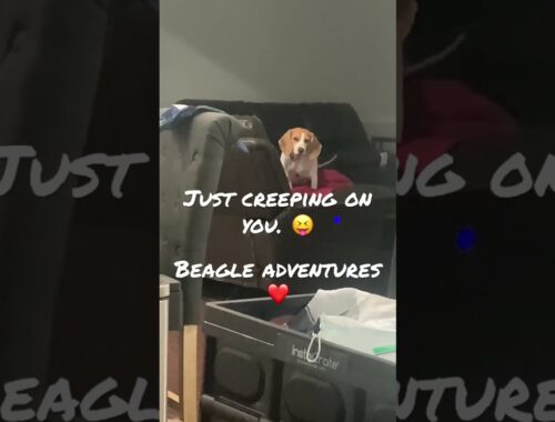 Beagle adventures #shorts #dogshorts #beagle #cute #adorable #adventure