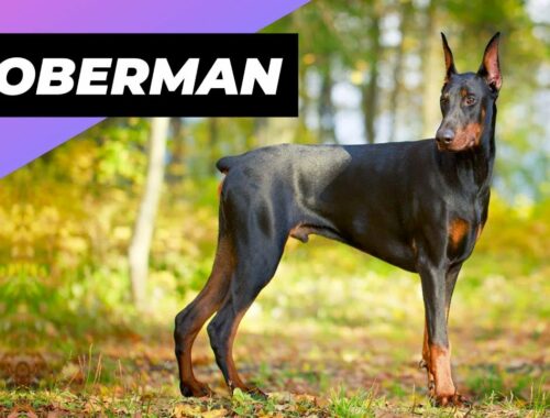 Doberman 🐶 One Of The Most Intelligent Dog Breeds In The World #shorts