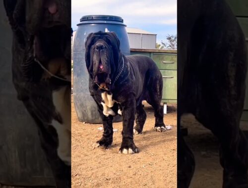 Biggest Napoleon Mastiff dog💫💥#dogsworld #short
