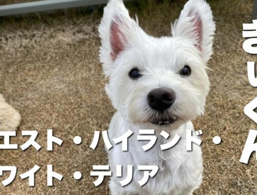 ウエストハイランドホワイトテリア　きぃくん【West highland white terrier】