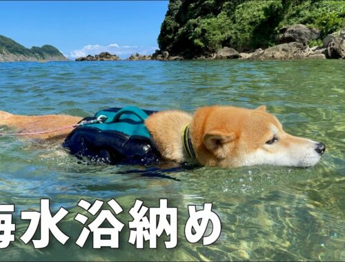 海で泳ぐ柴犬茶太郎はこれで見納めになります！