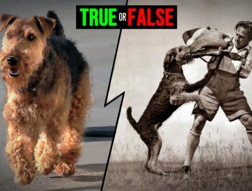 The Airedale Terrier Was the First to Be Used in the Police of Great Britain #shorts