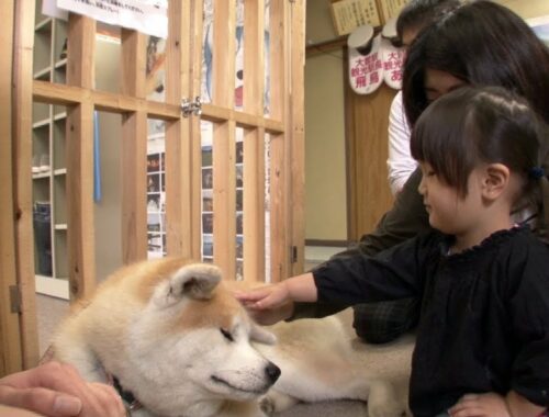 日本で最も忠実な犬 秋田犬