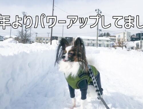 【パピヨン】寒さに弱い犬が再び雪道にチャレンジ