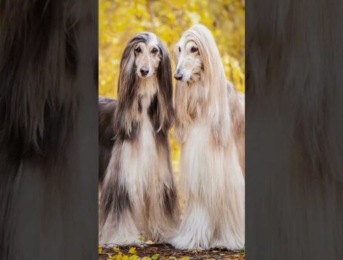 Living with an Afghan Hound:Pros and Cons#shorts