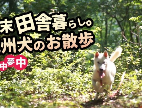 【紀州犬】山と生きる美しき日本犬！　週末田舎暮らし/山林/散歩