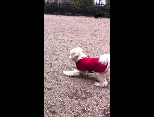 Funny video of Peppi the Tibetan Terrier chasing a dog in the Dog Park