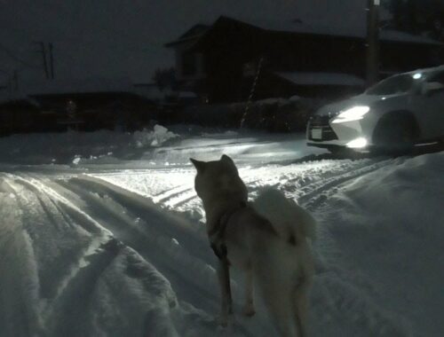 【秋田犬ゆうき】雪が積もった早朝のお散歩は静かで飼い主の雪を踏みしめる音しかしない【akita dog】