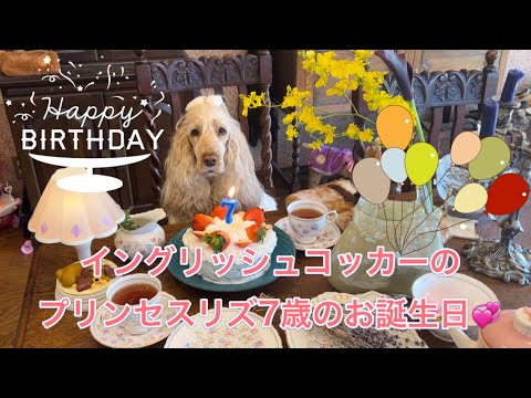 イングリッシュコッカースパニエルのリズちゃん7歳の誕生日会です！手づくり犬ケーキをパクリ！