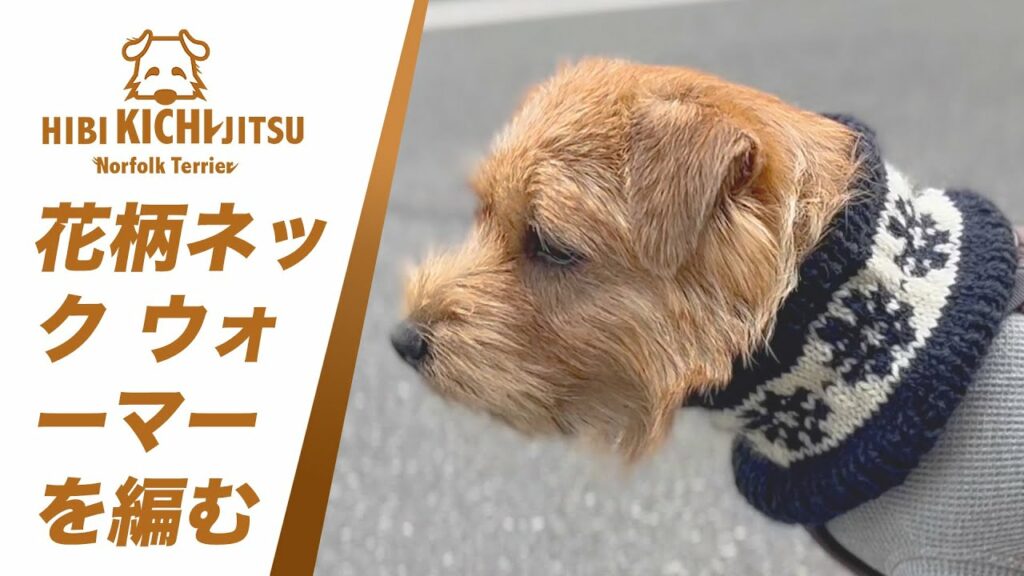 愛犬キチの北欧風花柄スヌードを編む【 nitting ノーフォークテリア norfolkterrier 】 愛犬キチの北欧風花柄スヌードを編む【 nitting ノーフォークテリア norfolkterrier 】