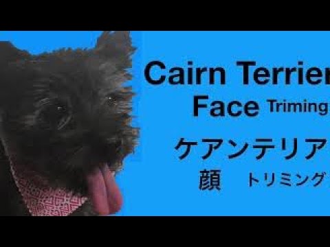 Senior Cairn Terrier face trim
