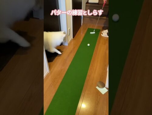 【日本スピッツ】パター練習としらす#shorts #日本スピッツ #犬のいる暮らし #dog #golf