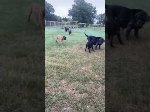 Our Cane Corso pups with 3 of our mastinos.