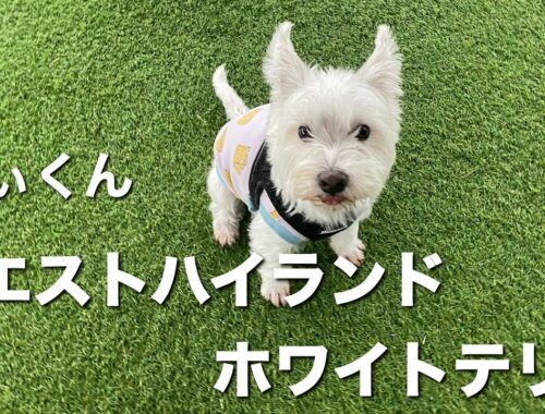 ウエストハイランドホワイトテリア　きぃくん【west highland white terrier】