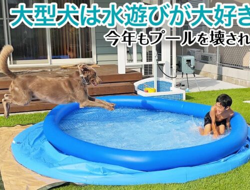 【大型犬の水遊び】ワイマラナーは水遊びが大好き！！我が家のワンコのプール遊びとは！？