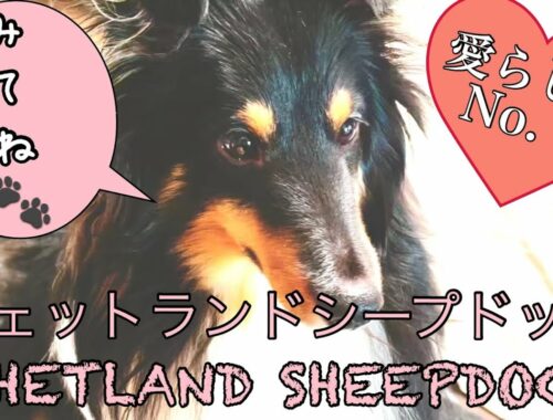 【犬Vlog】シェットランドシープドッグ-SHETLAND SHEEPDOG 仕草可愛い癒し系のウチの子ボーディ（菩提）はNo. 1