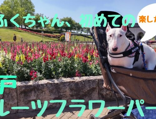 ［ミニチュアブルテリア］  ふくちゃん、初めてのフルーツフラワーパーク💐#神戸フルーツフラワーパーク大沢#犬#dog