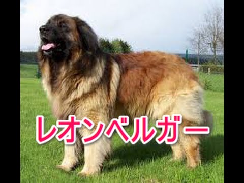 【犬図鑑】レオンベルガー