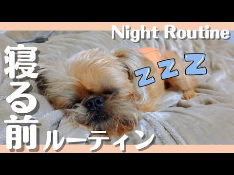 【ナイトルーティン】鼻ぺちゃ犬が寝る前に必ずやる行動