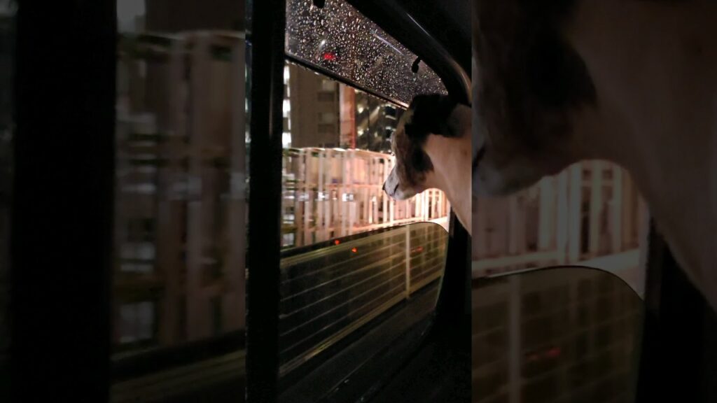 【パパお迎え犬】ウィペットのカイトちゃん。雨でも外が気になります。【車大好き犬】 Whippet Dog KAITO FUKUOKA JAPAN
