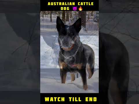 AUSTRALIAN CATTLE DOG STATUS 👿🔥 #shorts #viral #youtubeshorts #trending