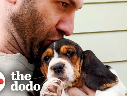 Tiny Basset Hound Puppy Gets Adopted And Meets Her New Pack | The Dodo