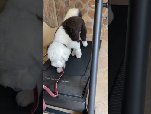 Scottsdale dog training K9katelynn.com Marley (standard poodle old English sheepdog) treadmill