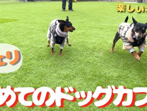 【タダノイヌヅキ】おそらく犬生初めてのドッグカフェにやってきた元保護犬【ミニピン】