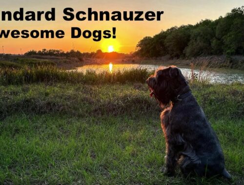 スタンダード・シュナウザーは素晴らしい犬です - Atticus に会いましょう!