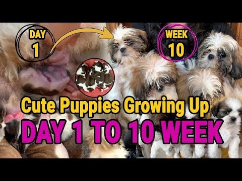 Shihtzu Puppies growth Day 1 to 10 weeks cute video #shihtzu #dog #puppy #puppy #cute #shorts #short