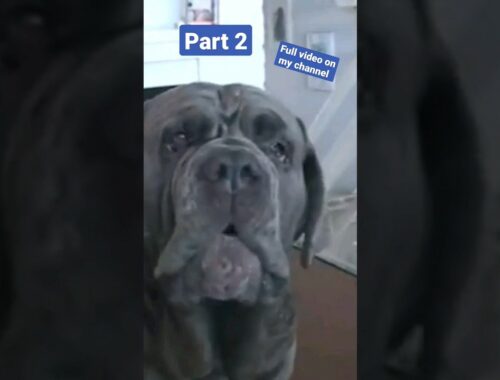 Neapolitan mastiff PART 2 GO TO THIS CHANNEL TO SEE THE FULL VIDEO