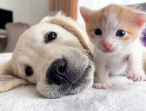 Golden Retriever Puppy and Tiny Kitten