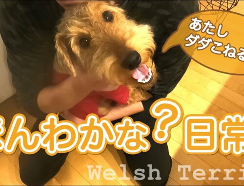 【ほんわかな？日常02】じゃれて・暴れて・寝落ちします！- ウェルシュテリア - ELK - a little monster - Welsh Terrier - #012