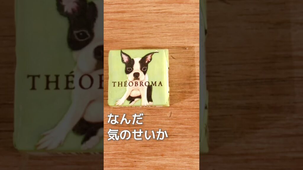 ボストンテリアきいろさん【ボステリ】