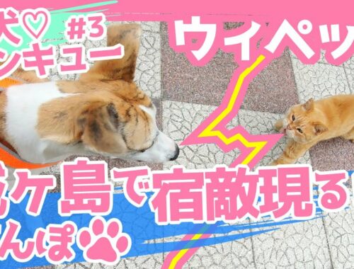 【ウィペット】サンキュー散歩～城ヶ島編 宿敵猫ちゃん現る！？