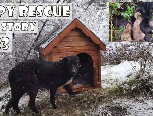 We built a warm kennel for the mother dog and 8 puppies that gave birth under a snowstorm.