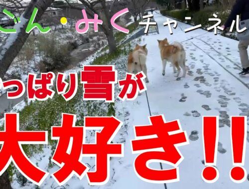 大寒波！やっぱり雪が大好き♡　秋田犬【ごん・みく チャンネル】2023/01/25