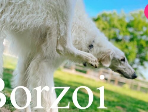 #27 ボルゾイの世界・ドッグランで優雅に遊ぶボルゾイ