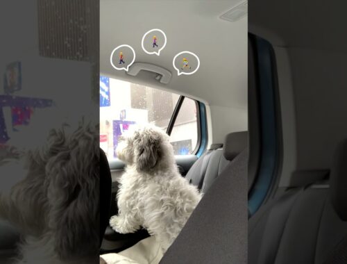 【人間ウォッチング】＠渋谷スクランブル交差点 興味深そうに車・人の動きを見る犬