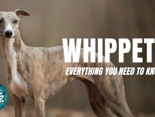 ウィペット犬101：あなたが知る必要があるすべて